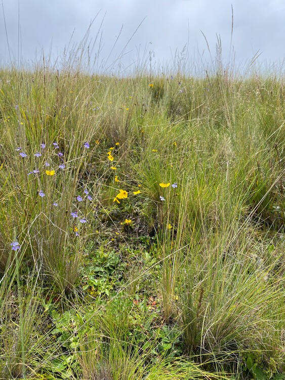 Biodiversidad en Sanllay