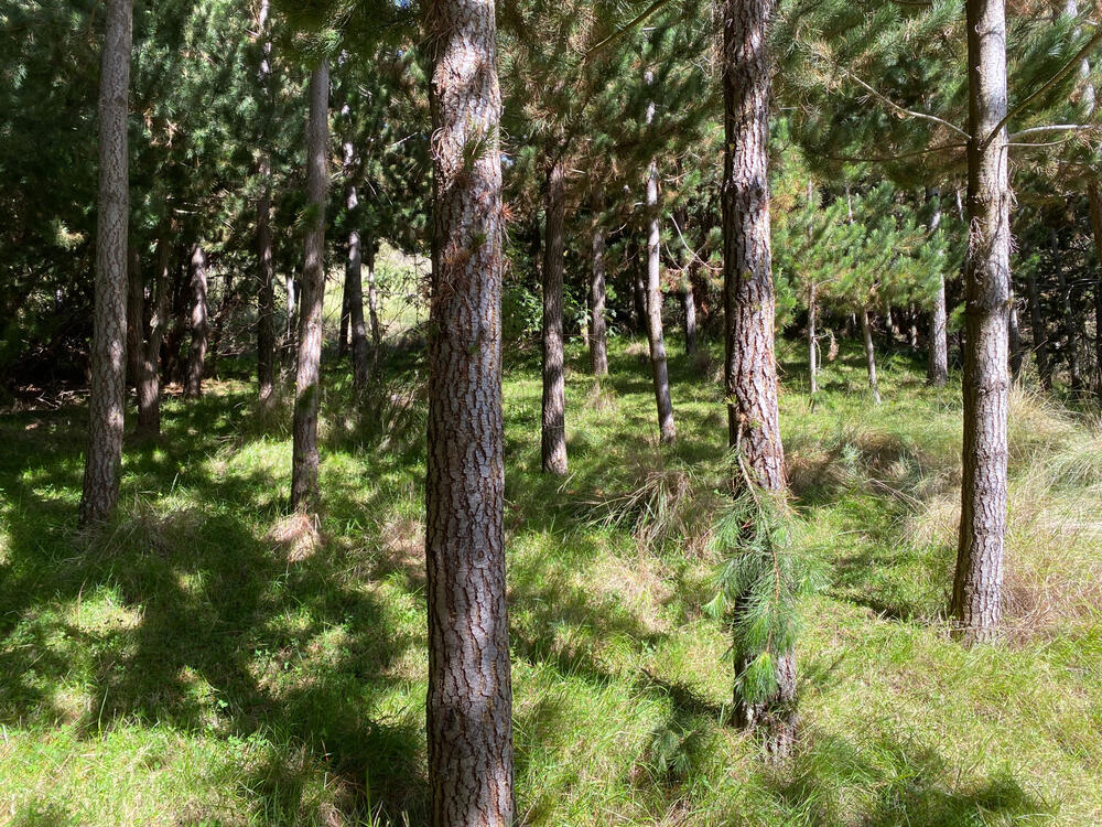 Bosque de pinos de 15 años