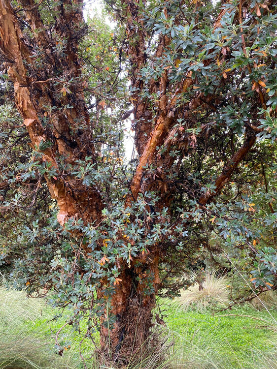Arbol de Polylepis de 23 años