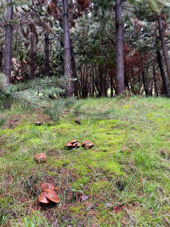 Hongos en el bosque de pinos
