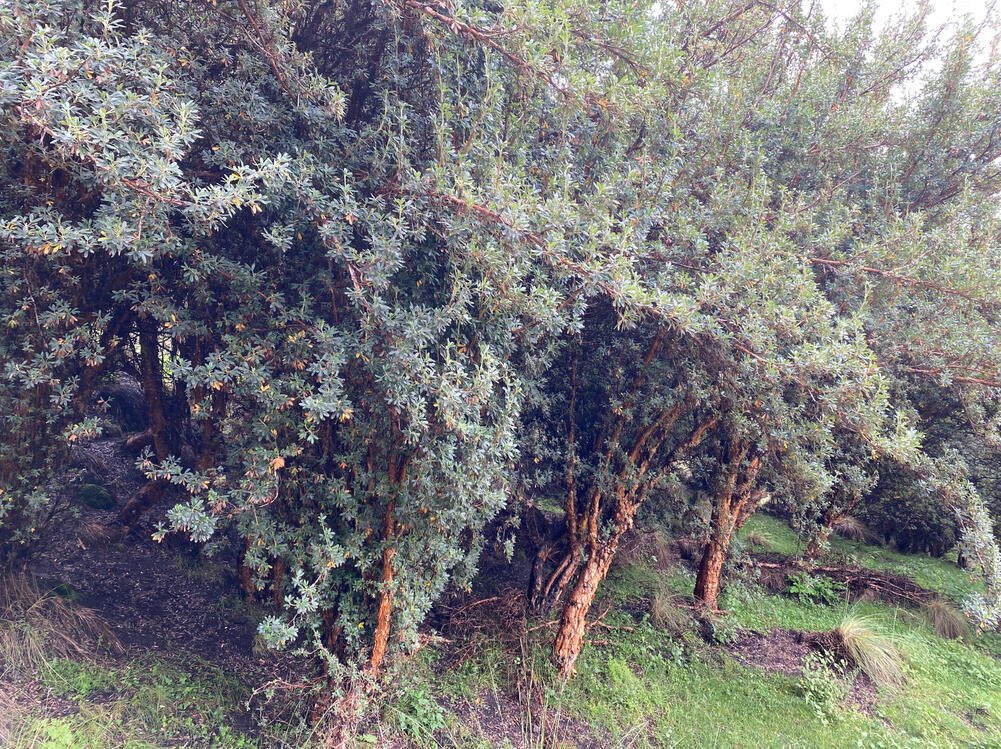 Bosque de Polylepis de 23 años