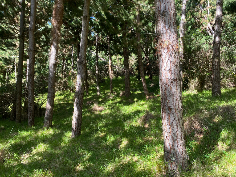 Bosque de pino de 15 años