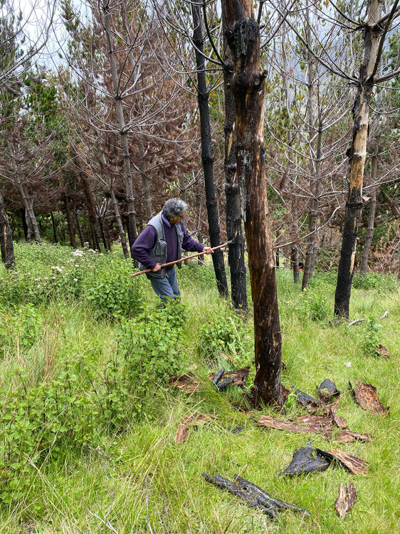 Extraccion de corteza semi-quemada de pino