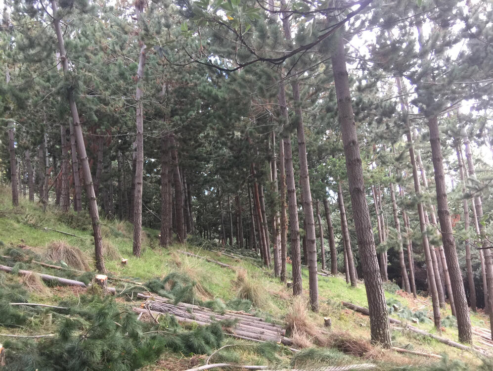 Raleo del bosque de pinos