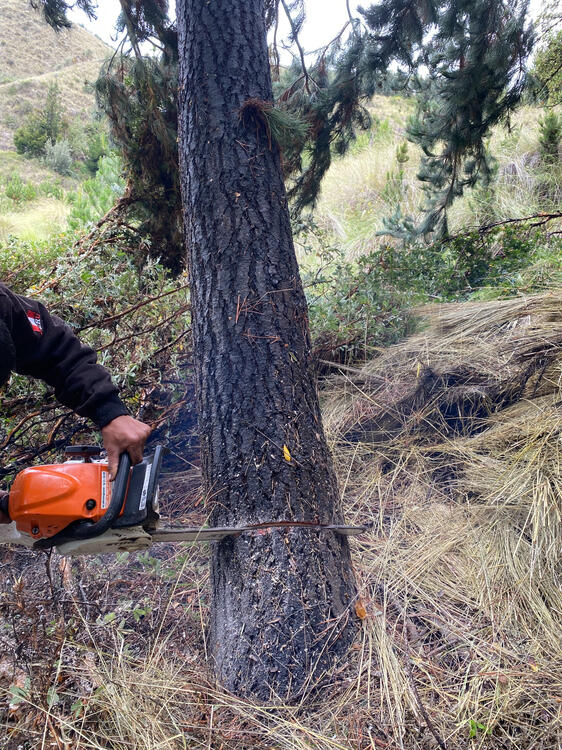 Corte de un arbol de pino de .0 años