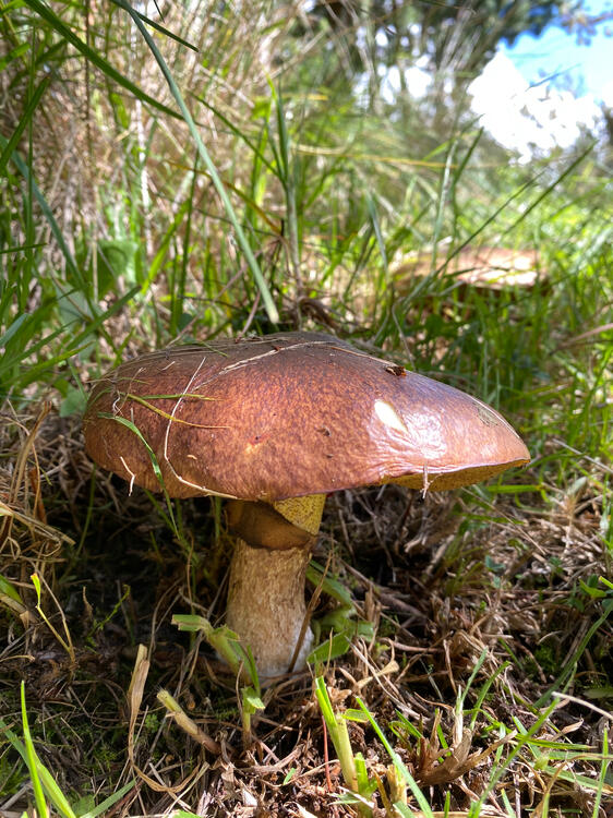 Hongos Suillus luteus en Sanllay