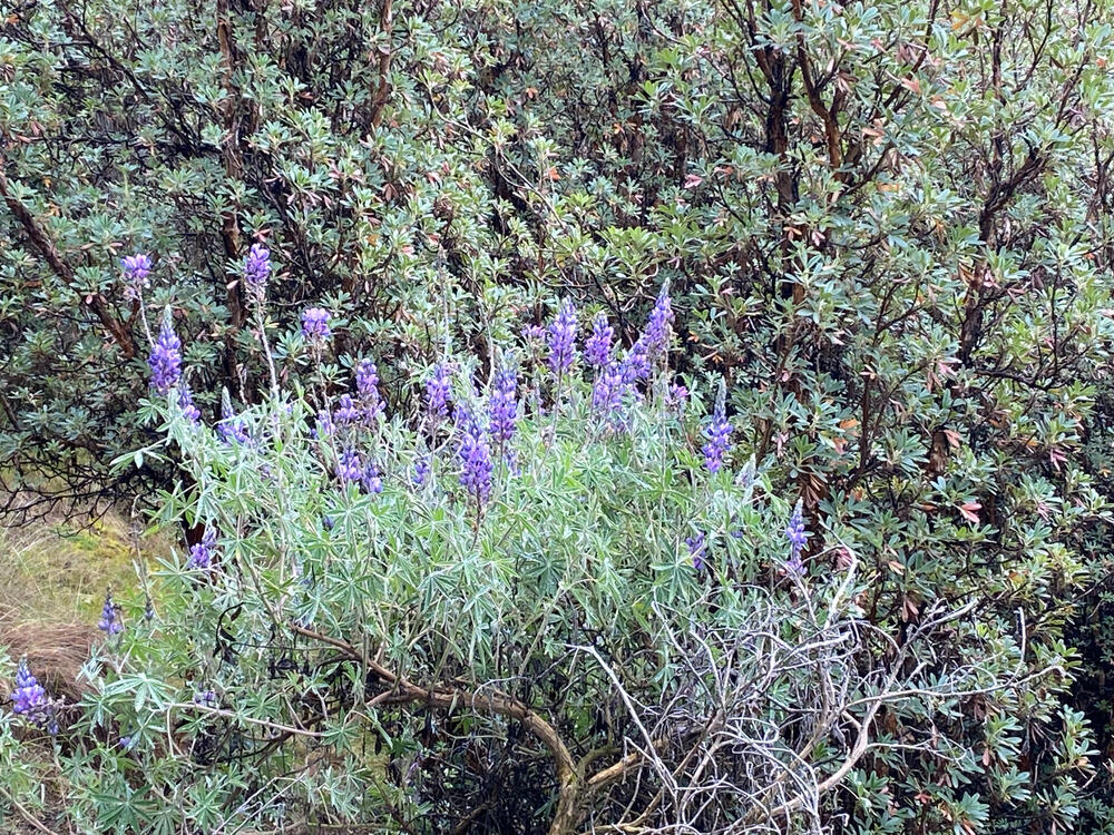 Biodiversidad en el bosque de Polylepis - Lupinus mutabilis