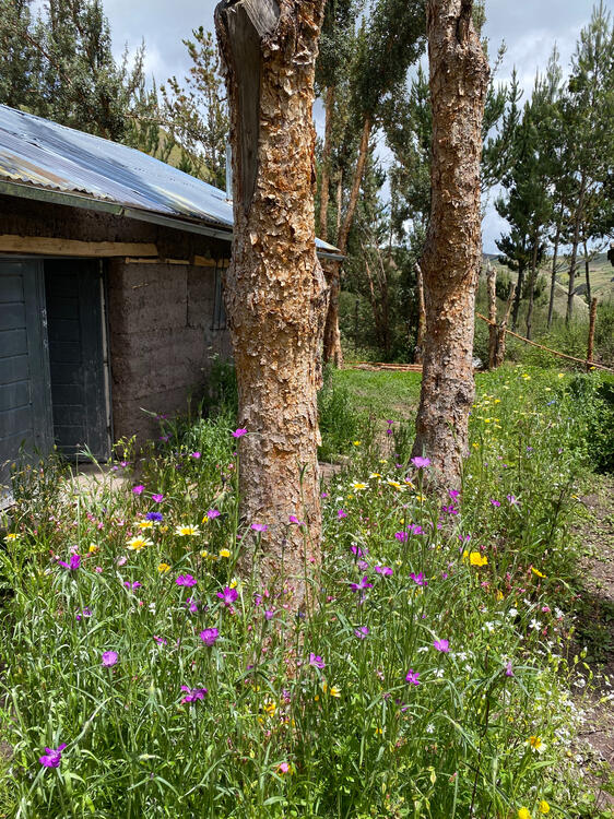 Cabaña con flores en Sanllay